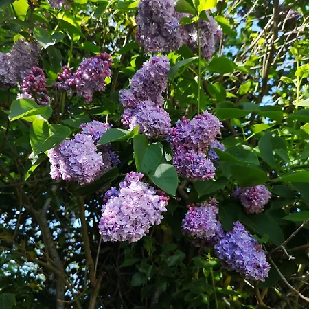 Apartament Haus Heike Whg Og *