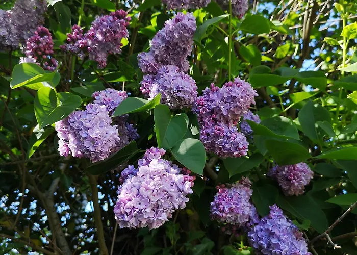 Apartament Haus Heike Whg Og *